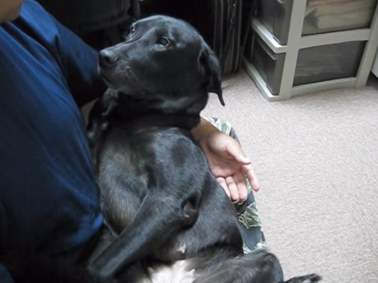 ラブラドールレトリーバー,動画