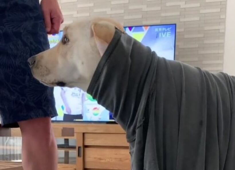 ラブラドールレトリーバー,動画