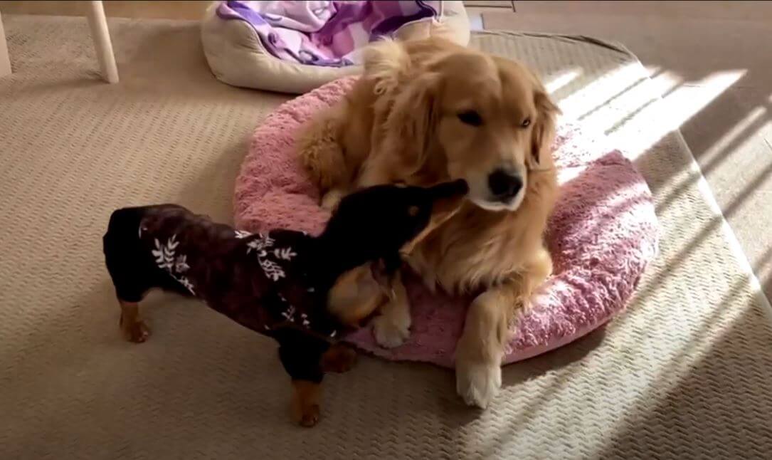 ゴールデンレトリーバー,動画