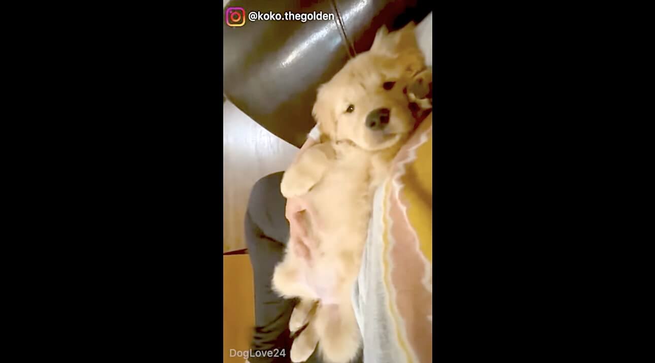 ゴールデンレトリーバー,動画