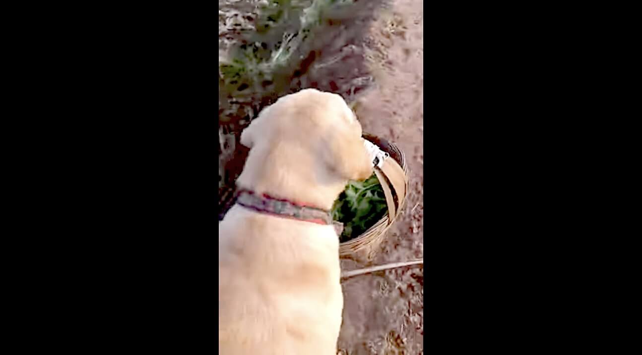 ラブラドールレトリーバー,動画