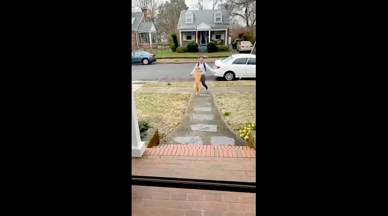 ゴールデンレトリーバー,動画