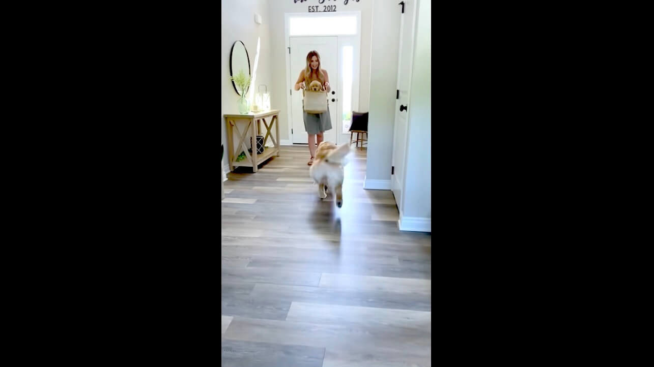 ゴールデンレトリーバー,動画