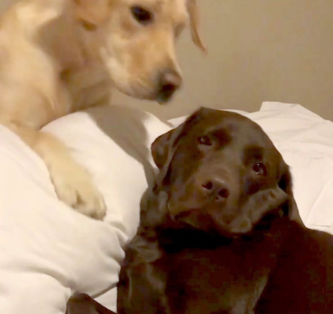 ラブラドールレトリーバー,動画