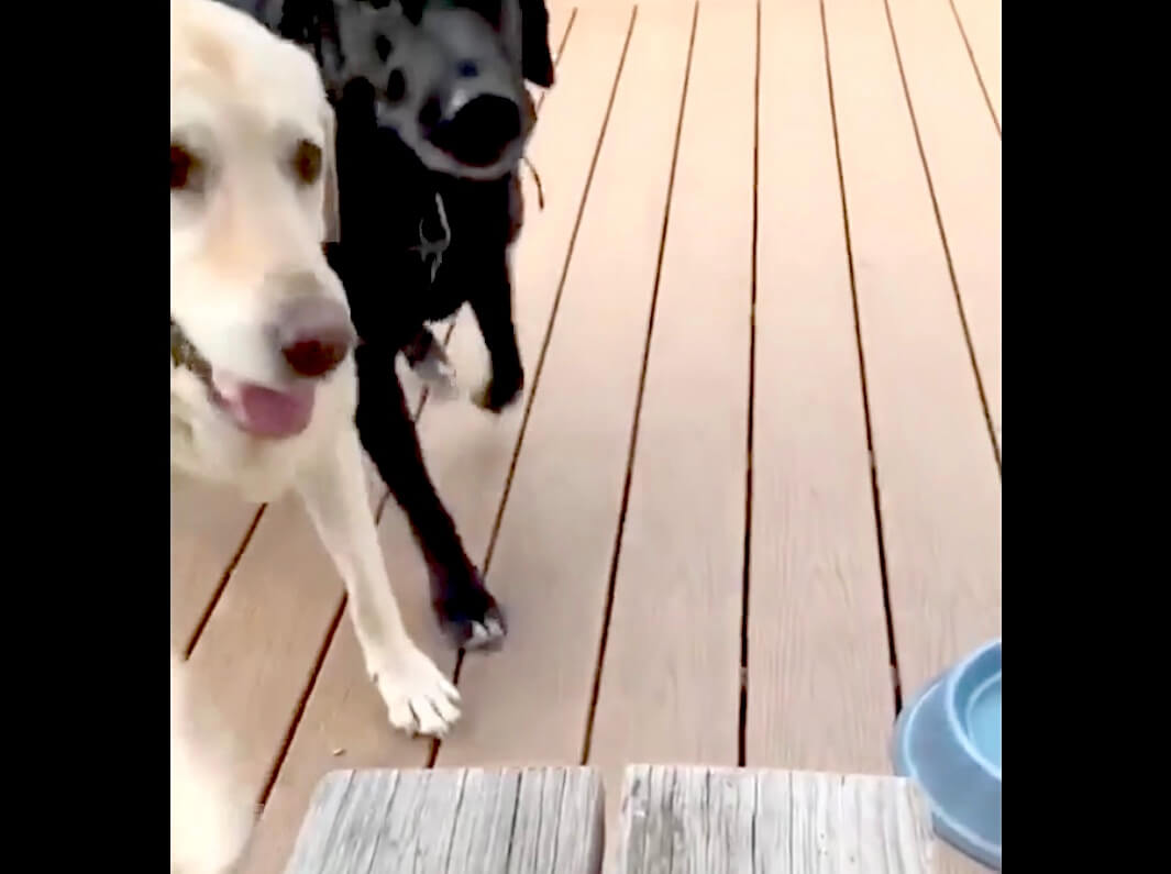 ラブラドールレトリーバー,動画