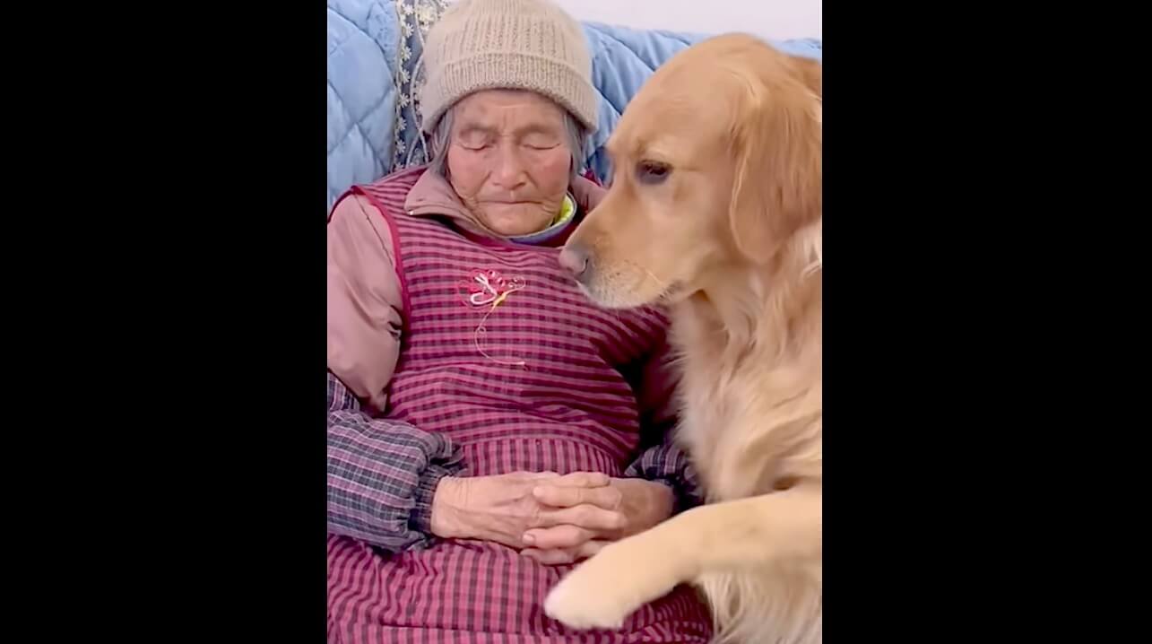 ゴールデンレトリーバー,動画