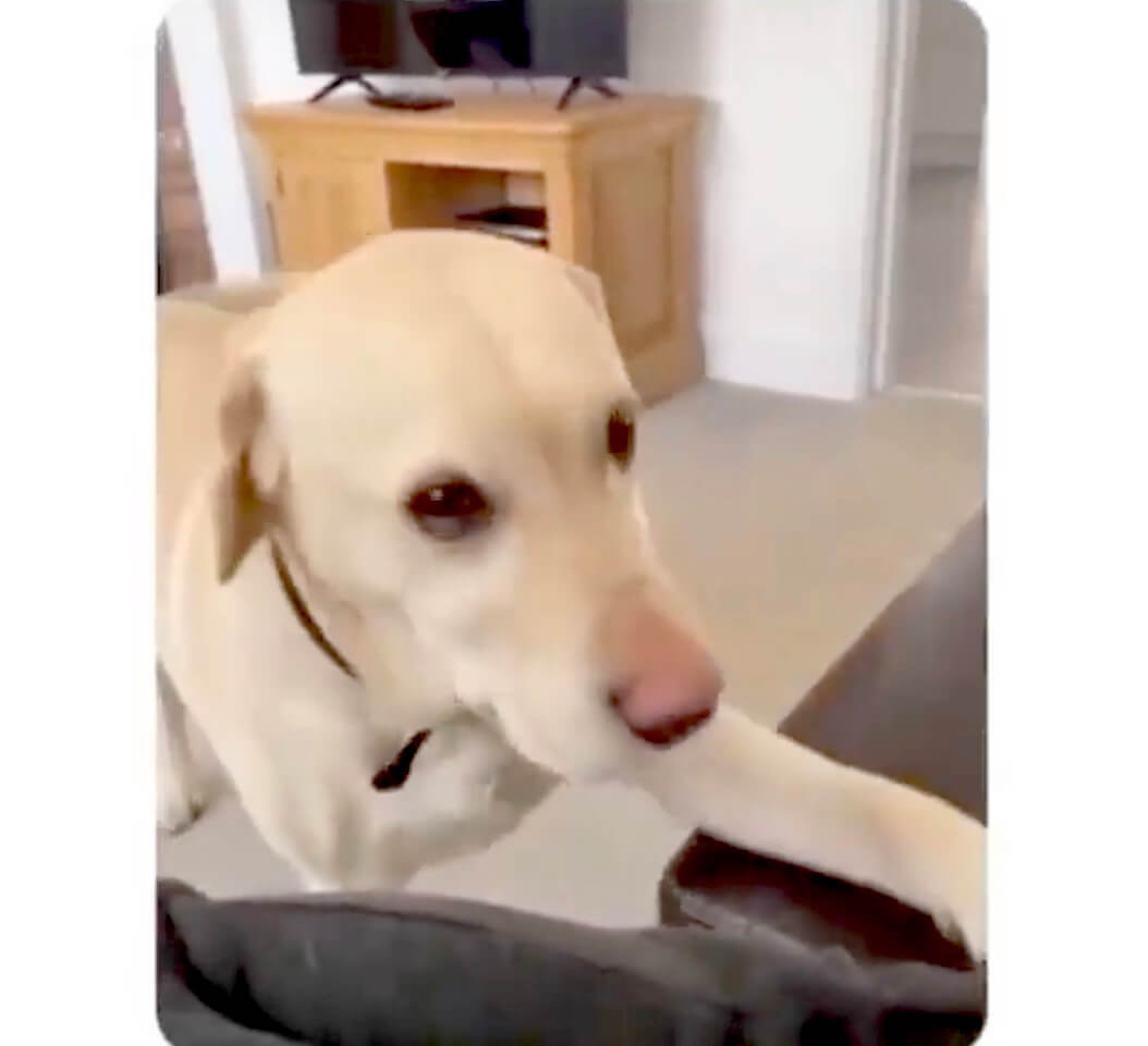 ラブラドールレトリーバー,動画