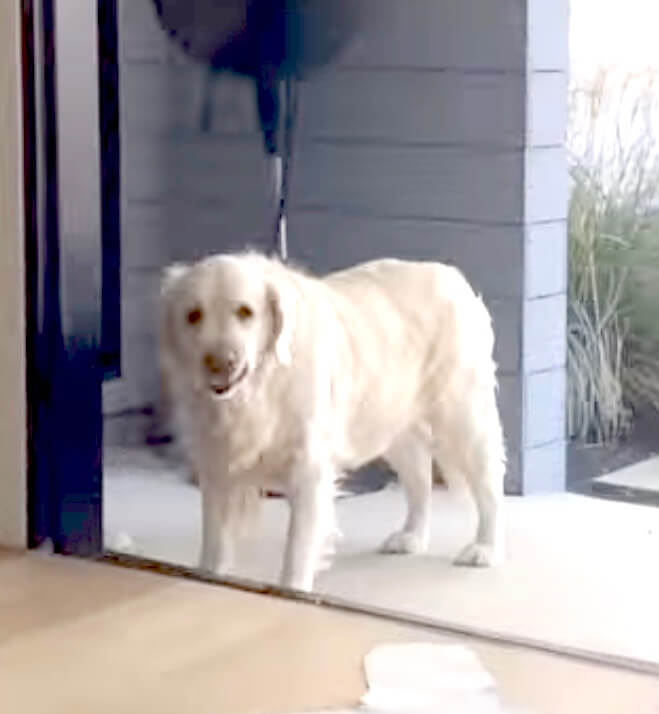 ゴールデンレトリーバー,動画