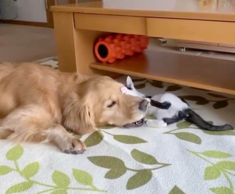 ゴールデンレトリーバー,動画