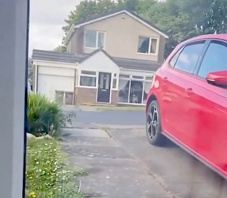 ラブラドールレトリーバー,動画