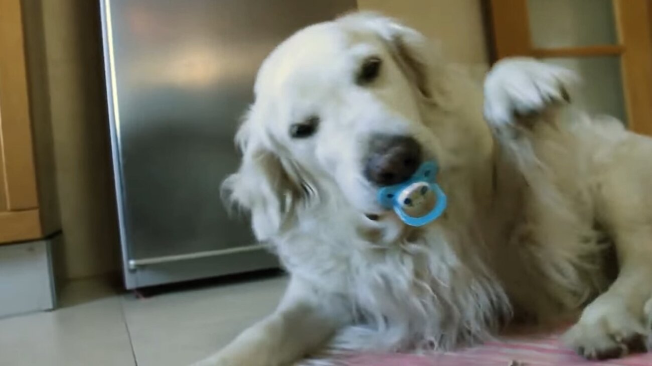 ゴールデンレトリーバー,動画