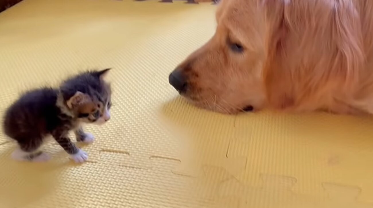 ゴールデンレトリーバー,動画