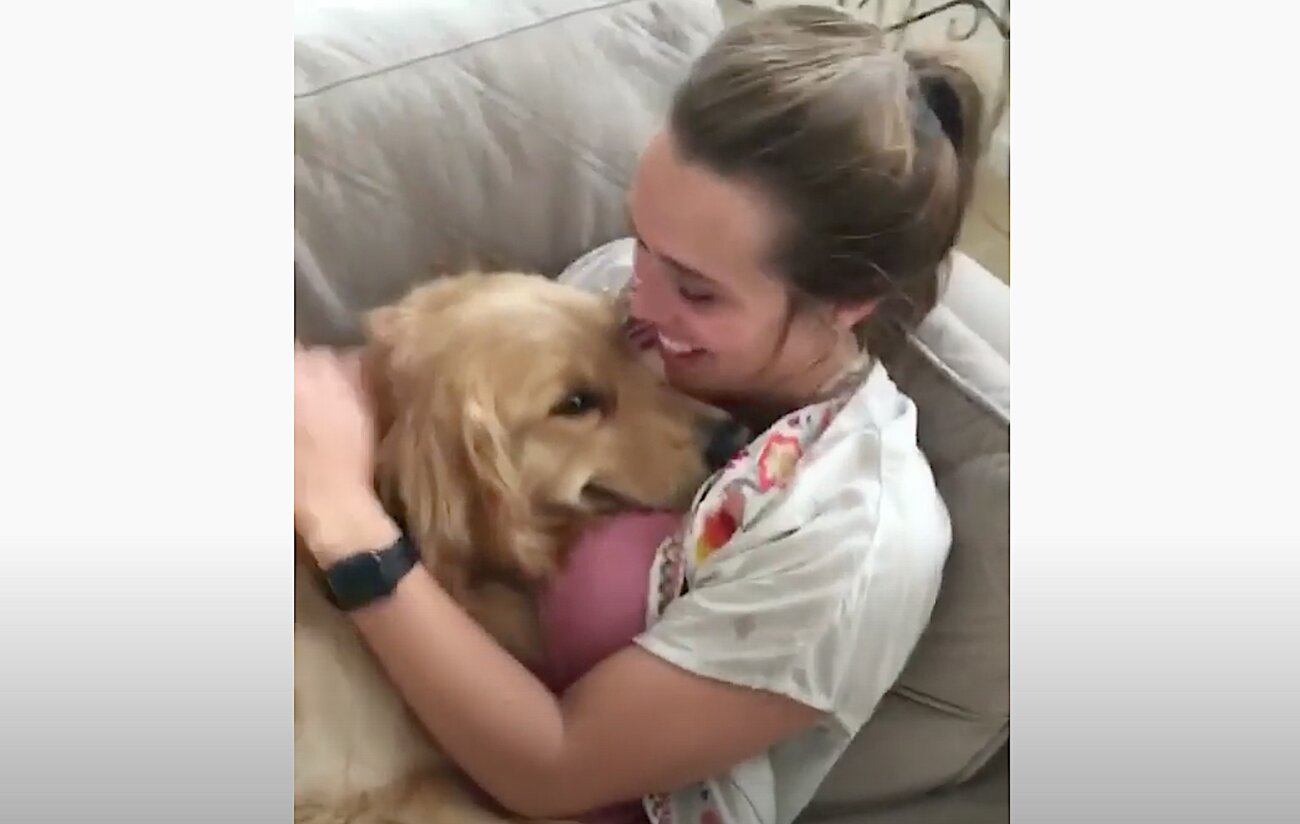 ゴールデンレトリーバー,動画