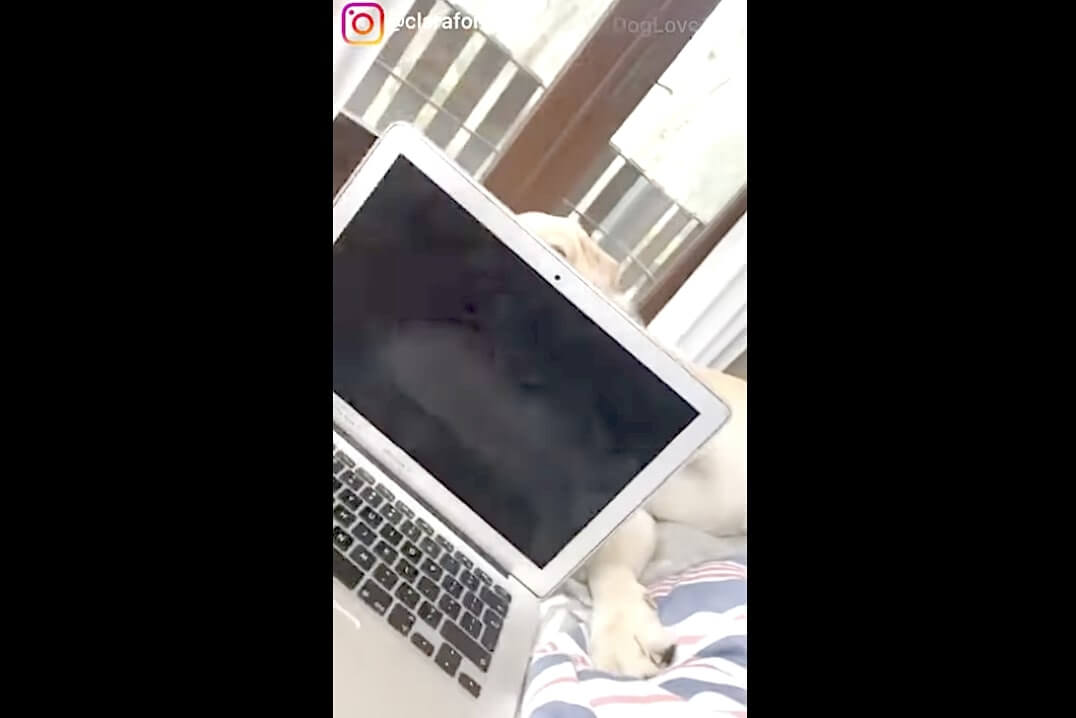 ラブラドールレトリーバー,動画