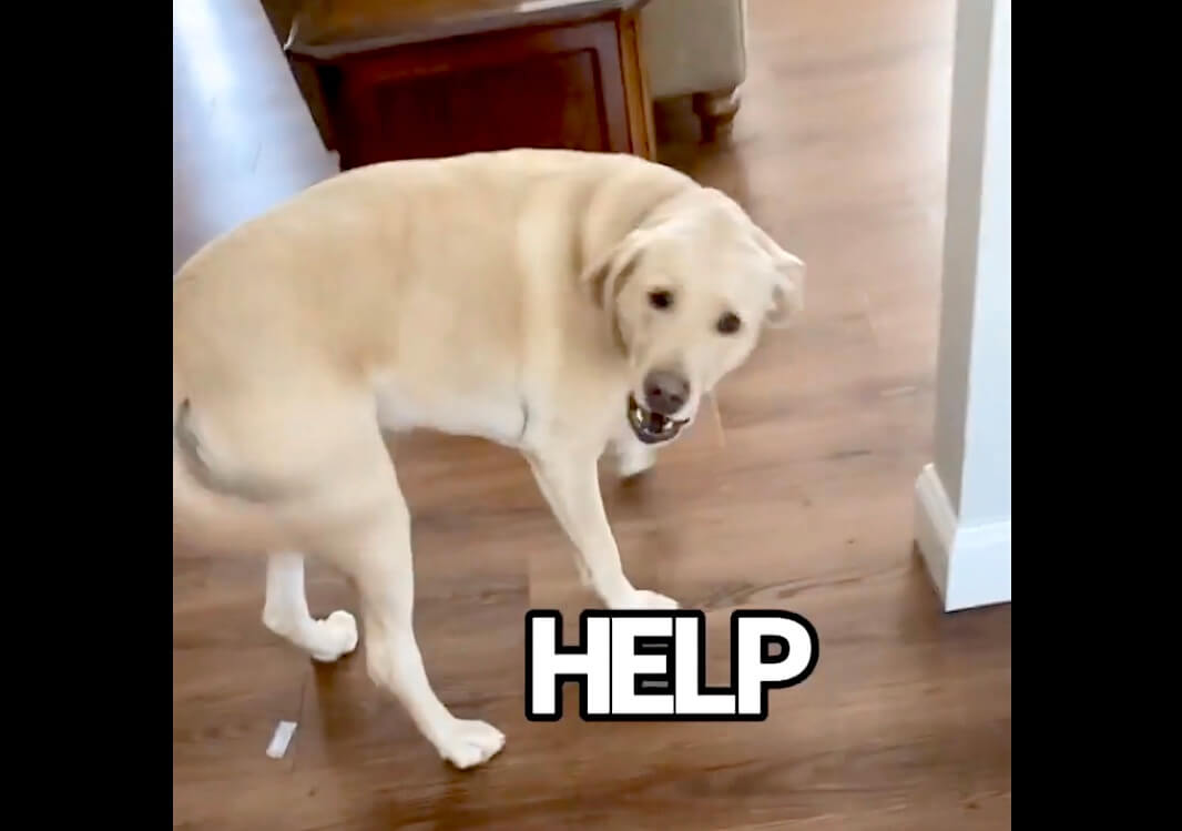 ラブラドールレトリーバー,動画