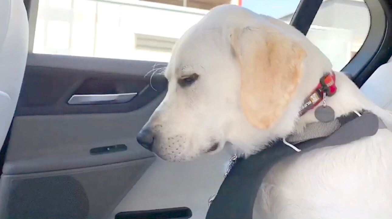 ラブラドールレトリーバー,動画