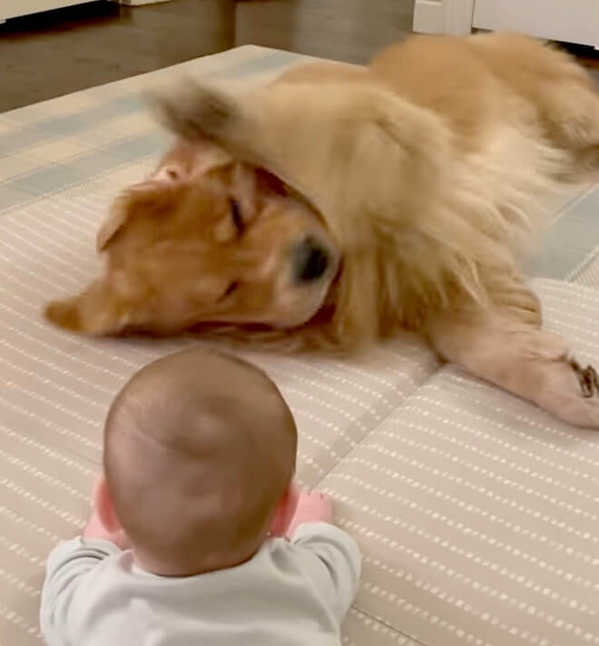 ゴールデンレトリーバー,動画