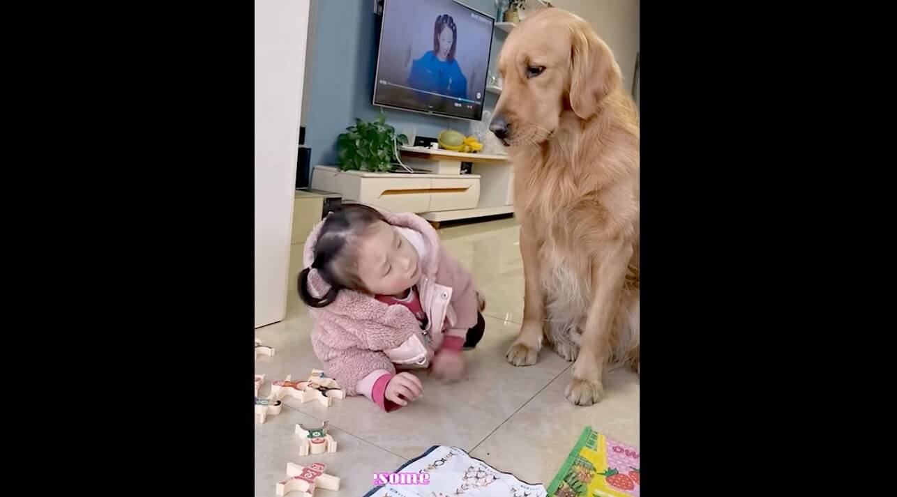 ゴールデンレトリーバー,動画