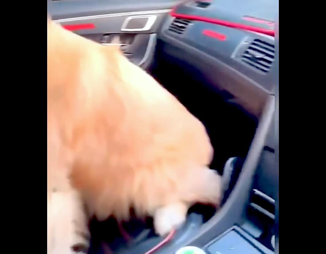 ゴールデンレトリーバー,動画