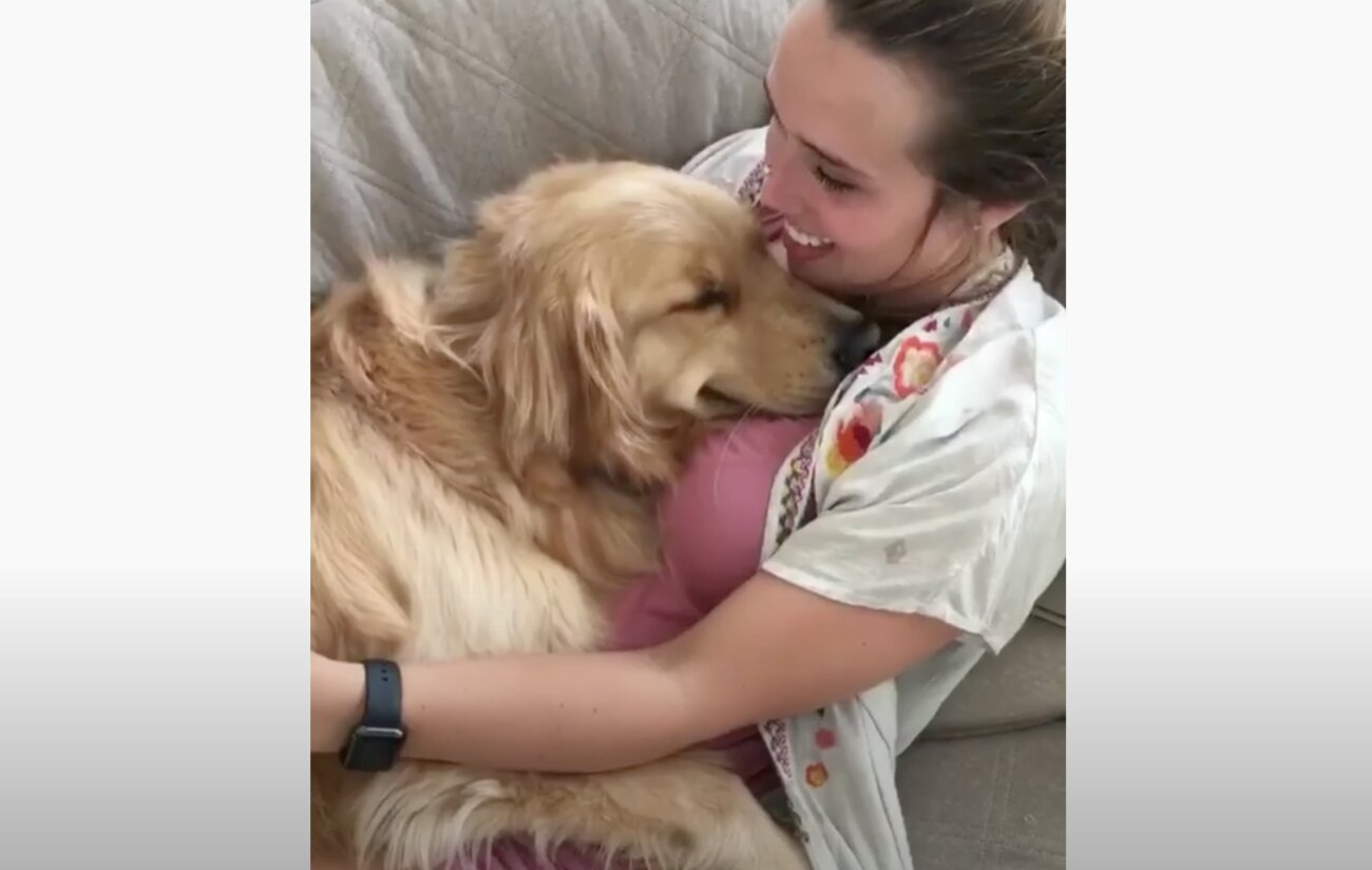 ゴールデンレトリーバー,動画