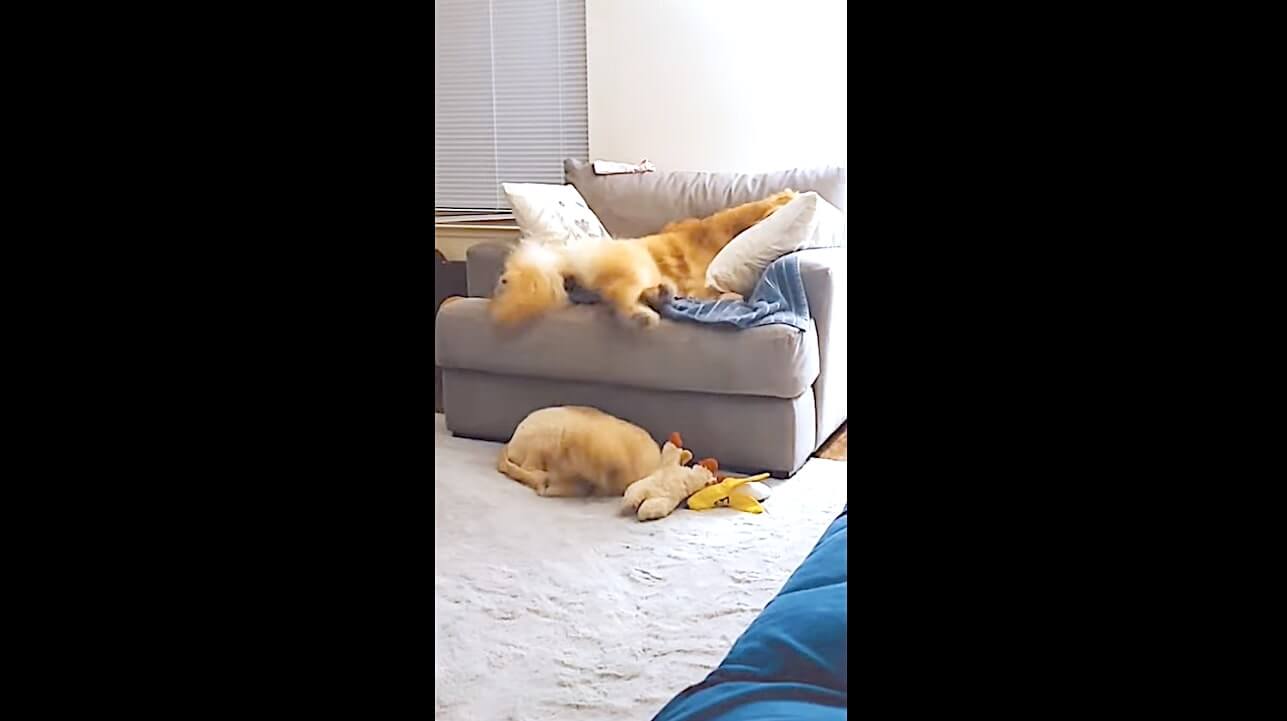 ゴールデンレトリーバー,動画