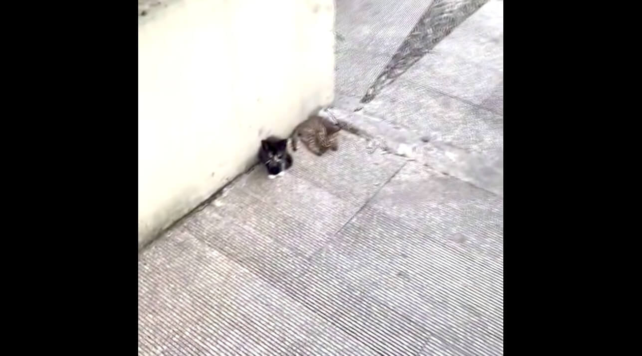 ラブラドールレトリーバー,動画