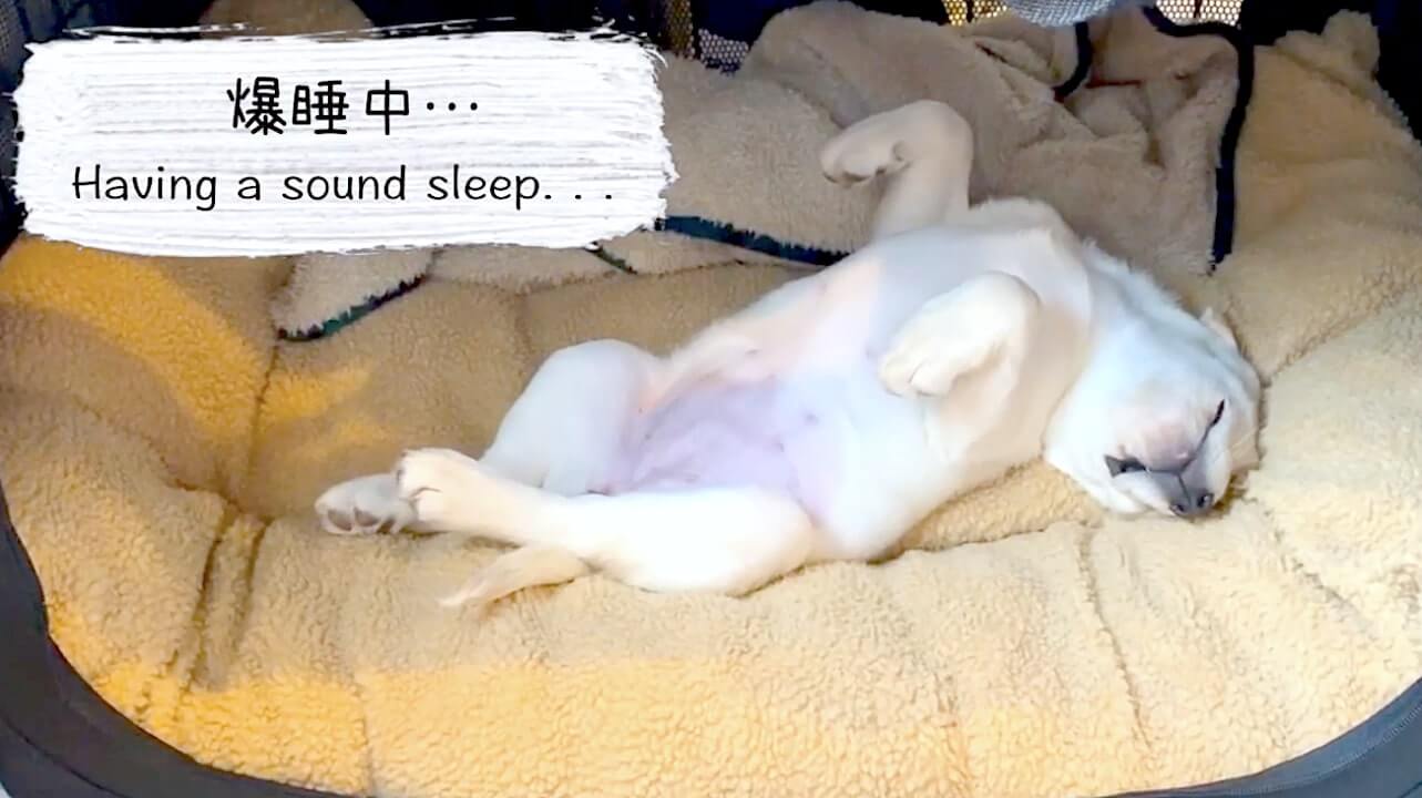 ラブラドールレトリーバー,動画