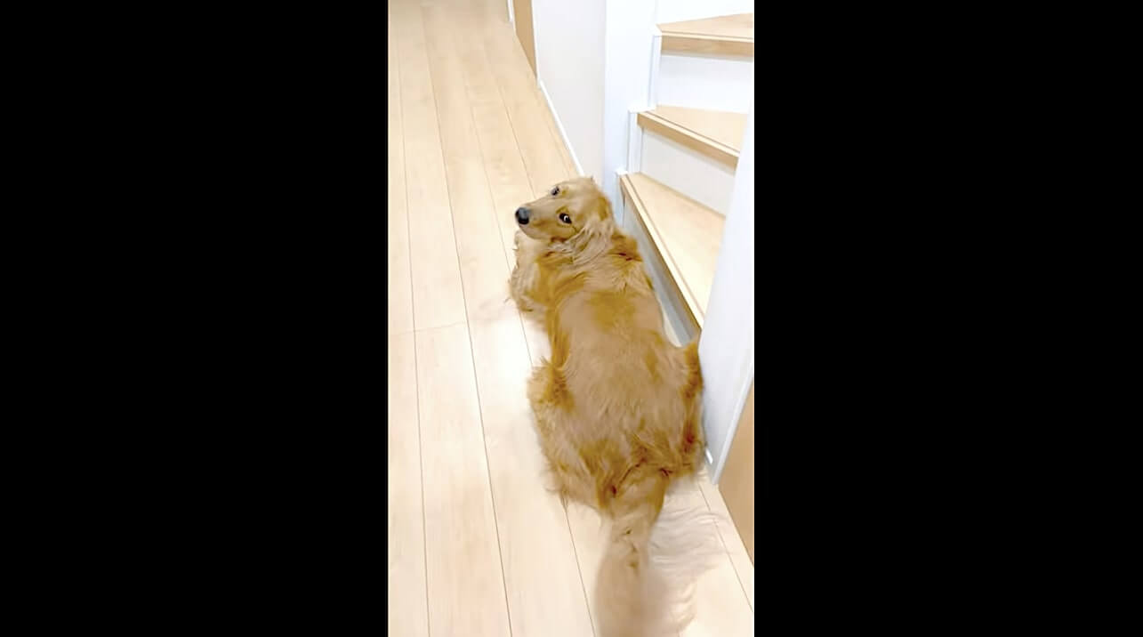 ゴールデンレトリーバー,動画