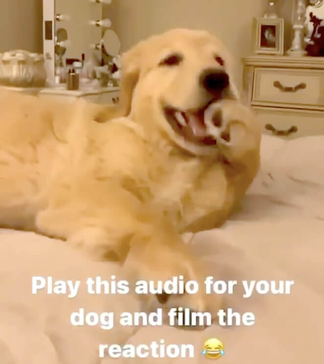 ゴールデンレトリーバー,動画