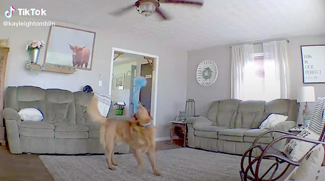 ゴールデンレトリーバー,動画