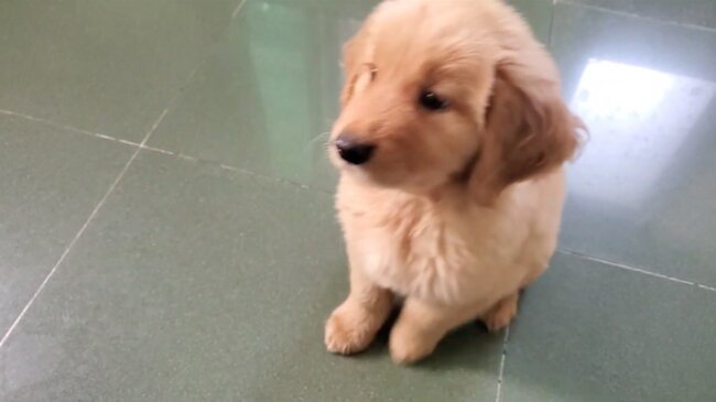 ゴールデンレトリーバー,動画