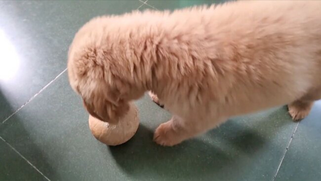 ゴールデンレトリーバー,動画