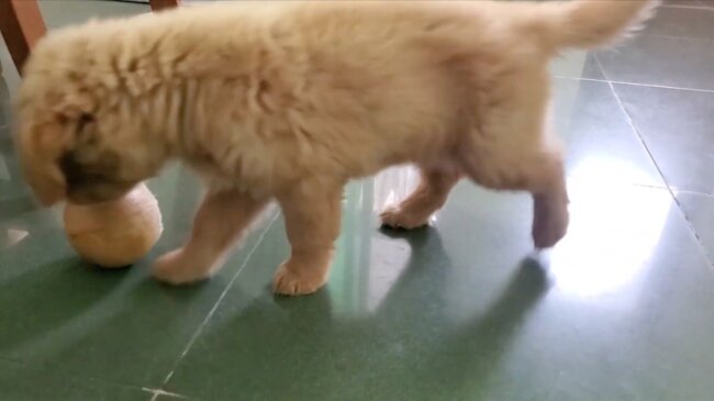 ゴールデンレトリーバー,動画