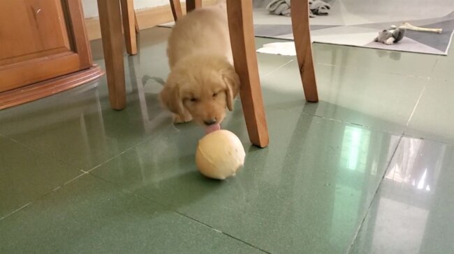 ゴールデンレトリーバー,動画