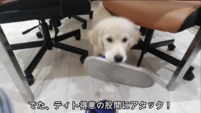 ゴールデンレトリーバー,動画