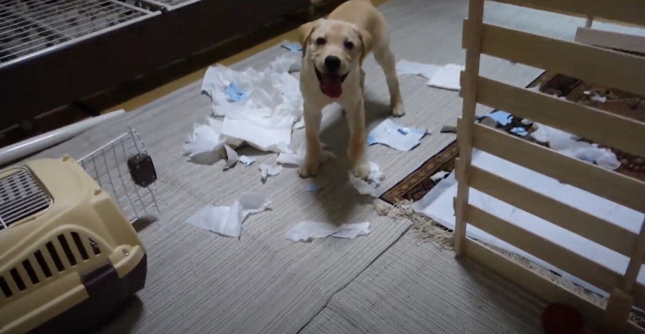 ラブラドールレトリーバー,動画