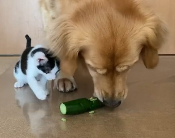 ゴールデンレトリーバー,動画