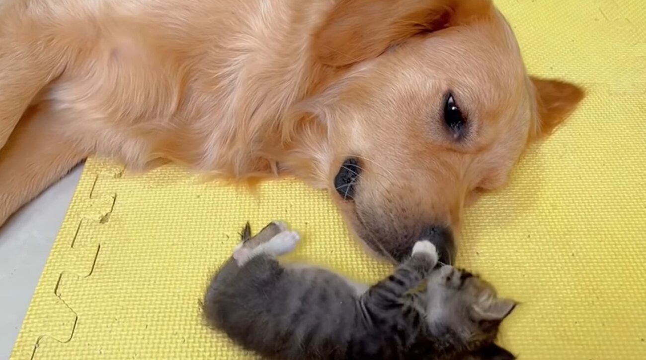 ゴールデンレトリーバー,動画