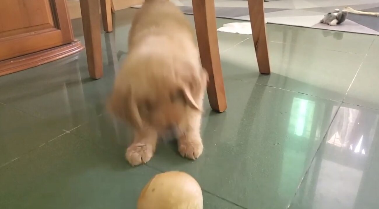 ゴールデンレトリーバー,動画