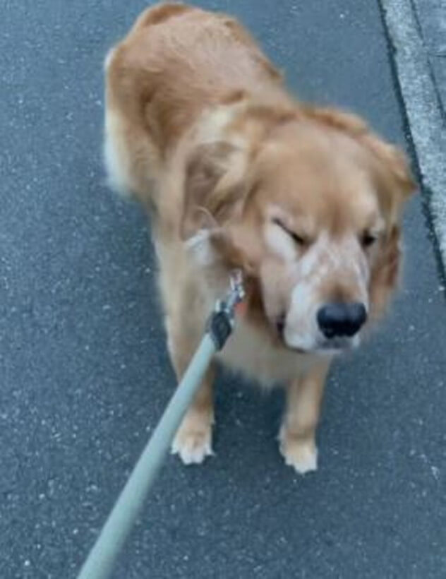 ゴールデンレトリーバー,動画