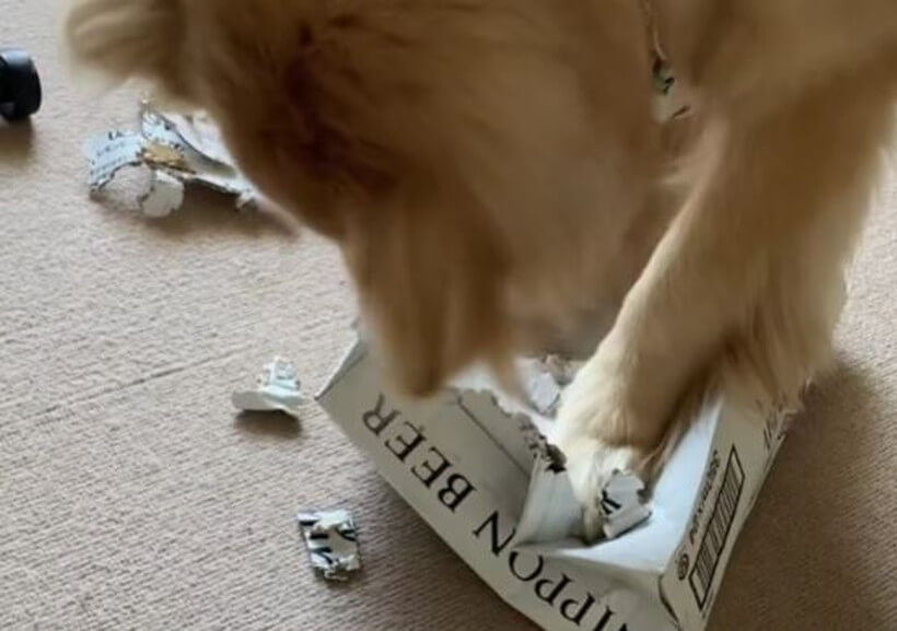 ゴールデンレトリーバー,動画