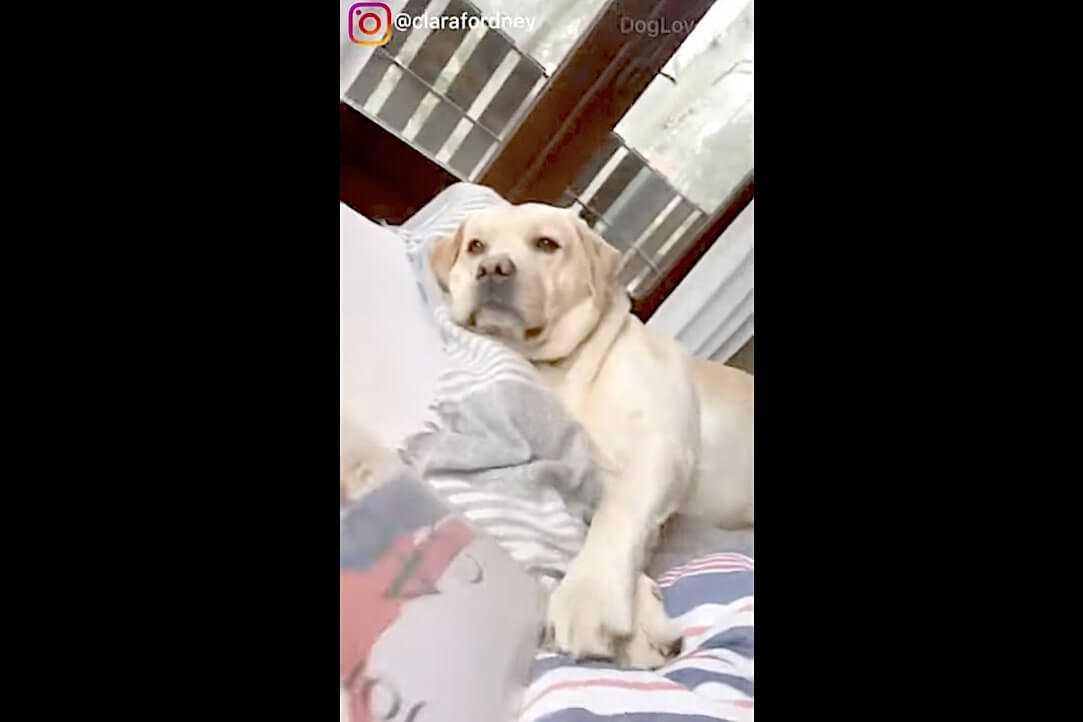 ラブラドールレトリーバー,動画