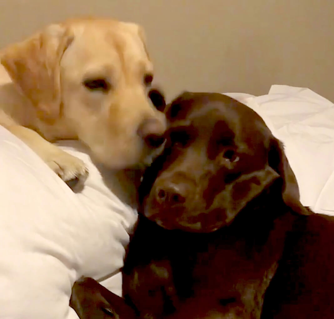 ラブラドールレトリーバー,動画