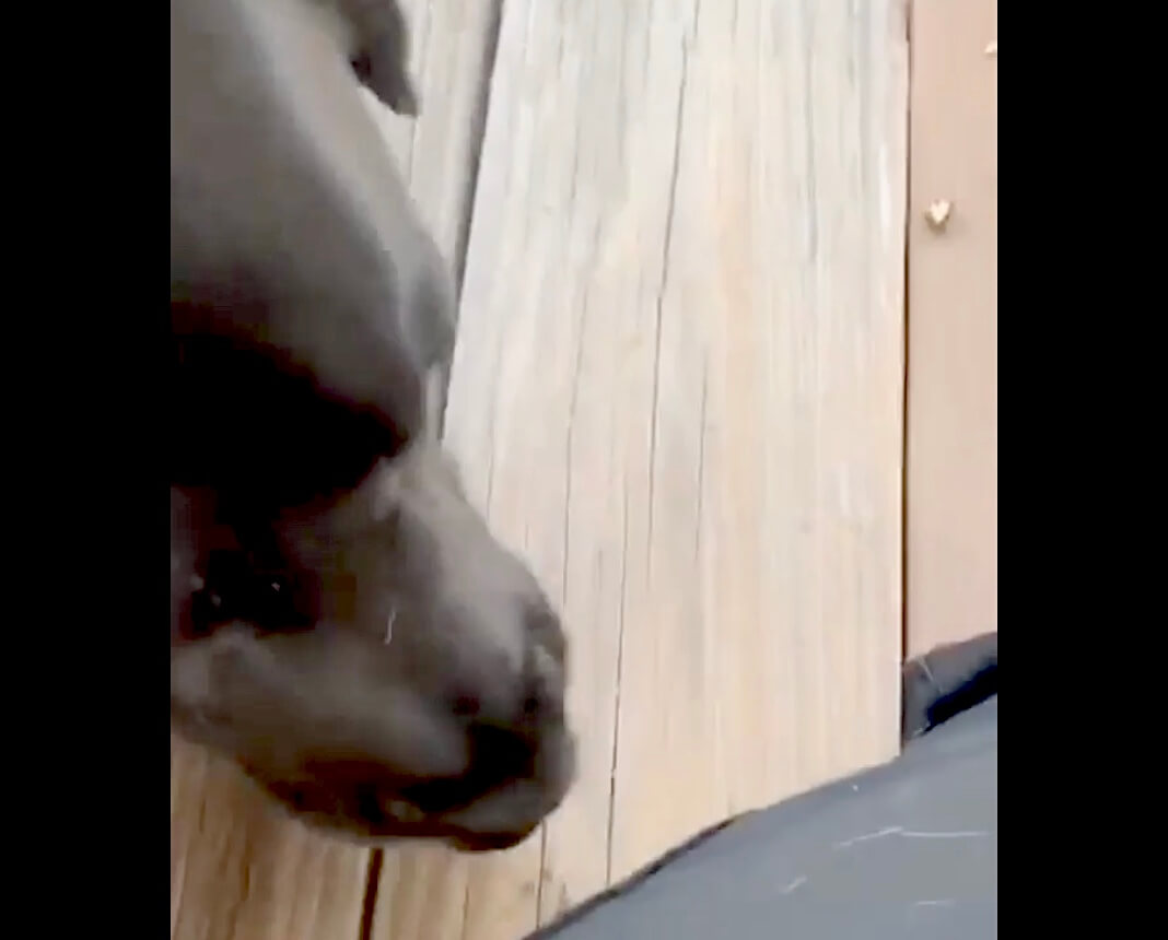 ラブラドールレトリーバー,動画