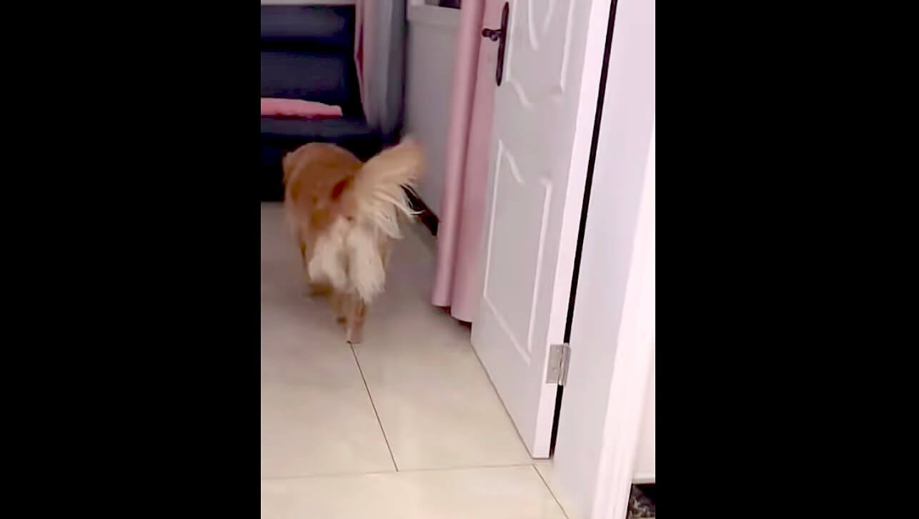 ゴールデンレトリーバー,動画