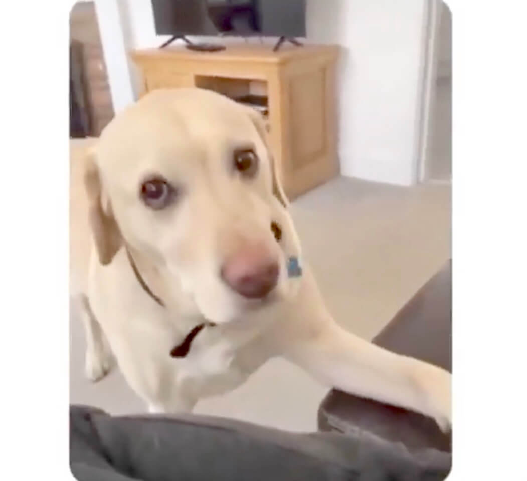 ラブラドールレトリーバー,動画