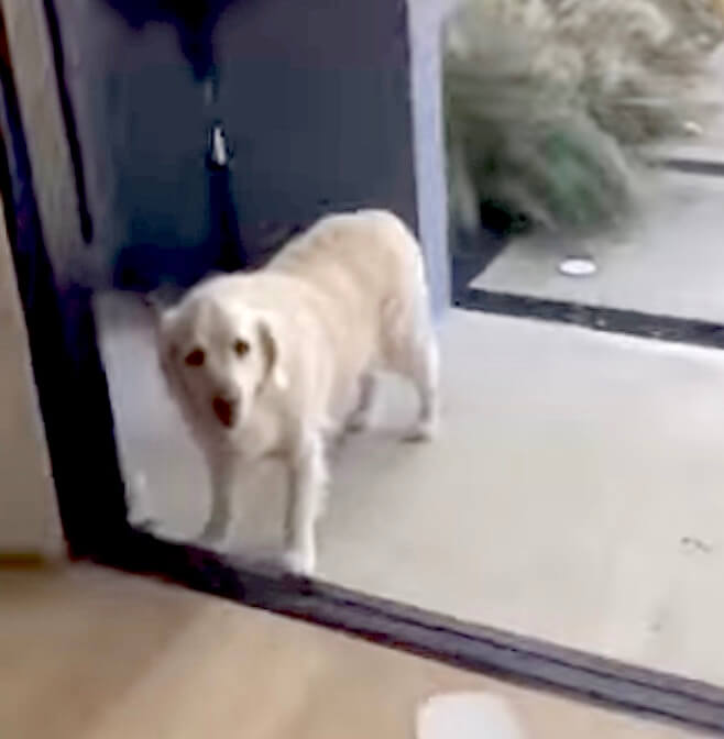 ゴールデンレトリーバー,動画