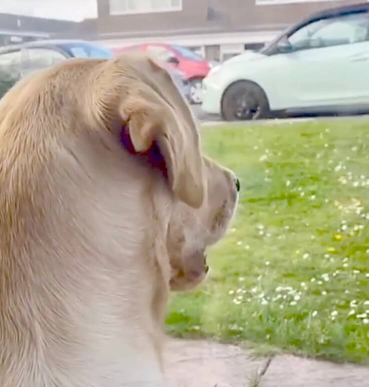 ラブラドールレトリーバー,動画