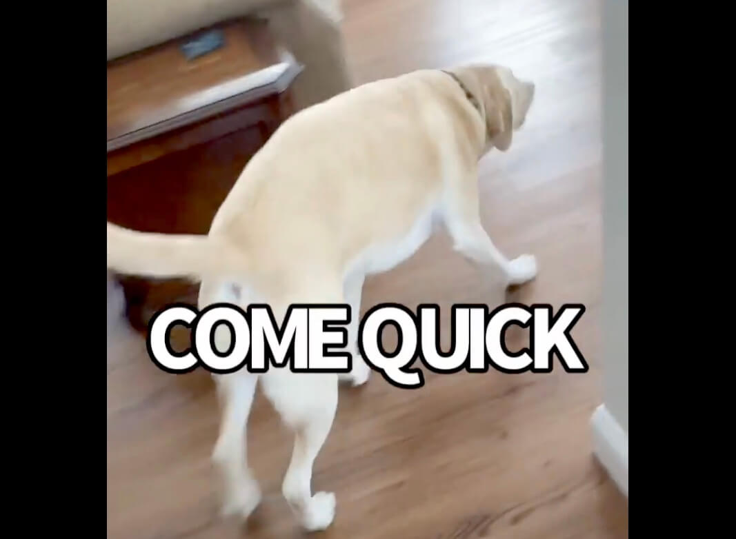 ラブラドールレトリーバー,動画