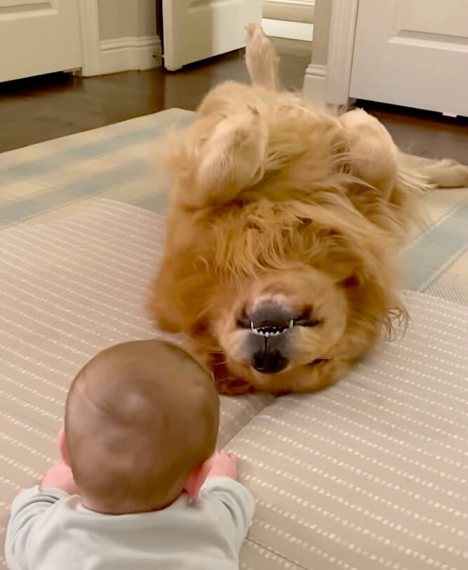 ゴールデンレトリーバー,動画